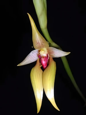 Bild von Bulbophyllum orthoglossum 2